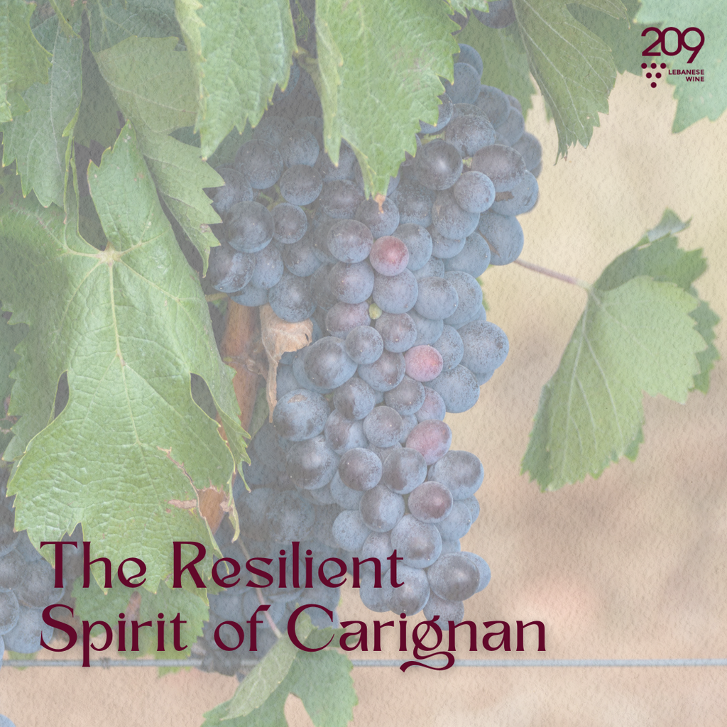 Discover the Resilient Spirit of Carignan from the Beqaa Valley!